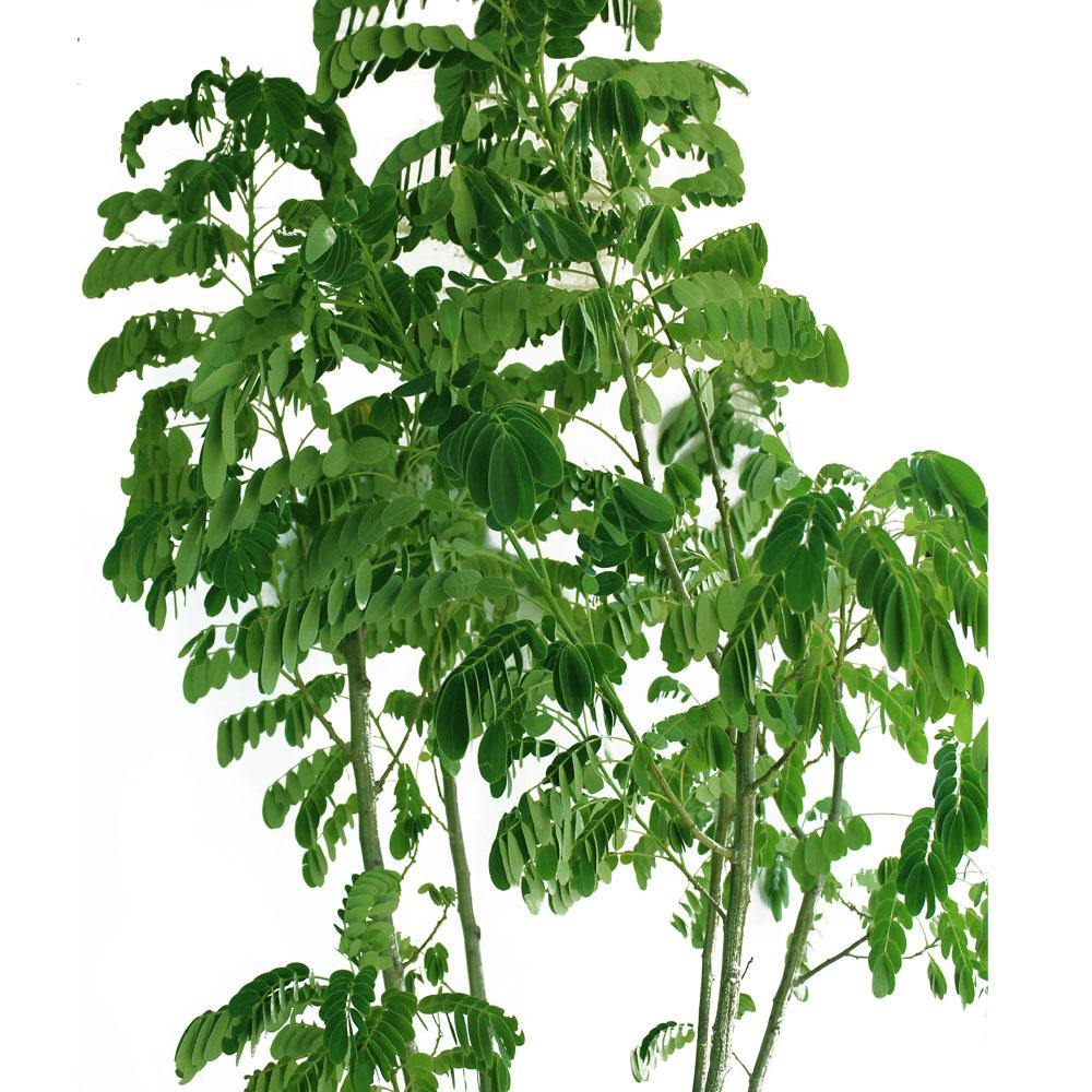 Yellow Flame Tree Potted Plant - Peltophorum Pterocarpum