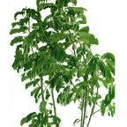 Yellow Flame Tree Potted Plant - Peltophorum Pterocarpum