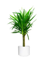 Yucca Elegans Green Potted Plant - Single Stem-Outdoor Shrub PlantOutdoor Shrub Plant