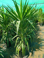Yucca Elegans Green Potted Plant - Single Stem-Outdoor Shrub PlantOutdoor Shrub Plant