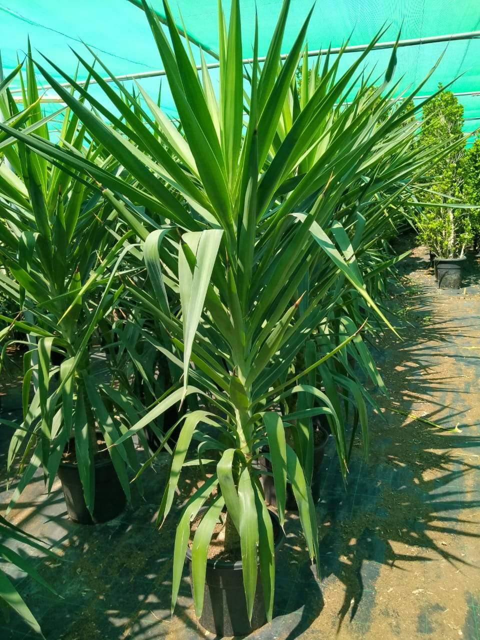 Yucca Elegans Green Potted Plant - Single Stem-Outdoor Shrub PlantOutdoor Shrub Plant