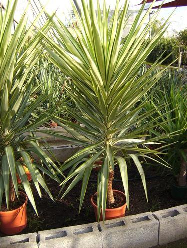 Yucca Jewel Variegated (Summer Plant)
