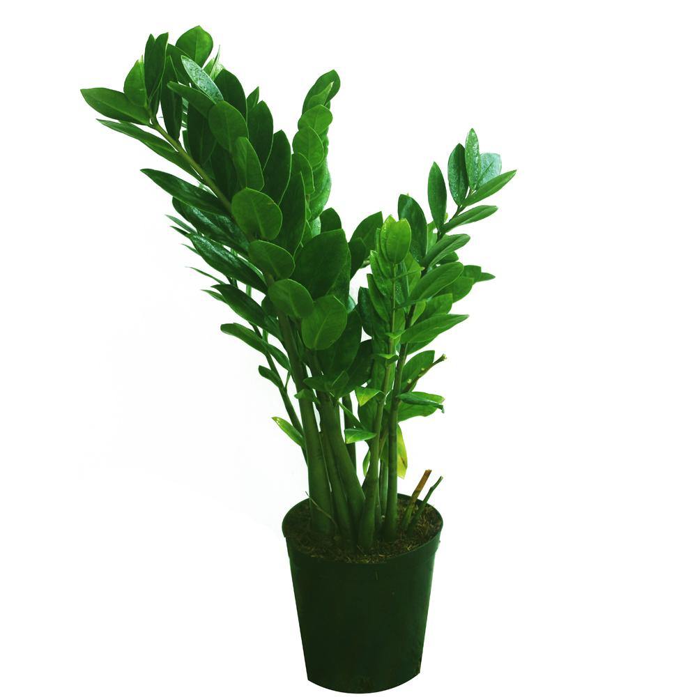 Zamioculcas Zamiifolia - ZZ Plant