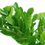 Zamioculcas Zamiifolia - ZZ Plant