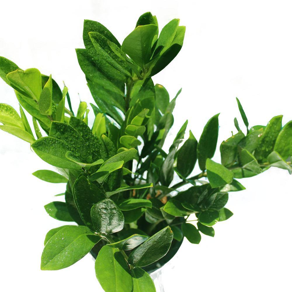 Zamioculcas Zamiifolia - ZZ Plant