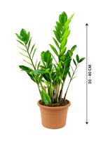 ZZ Plant - Zamioculcas Zamiifolia - Plantsworld.ae