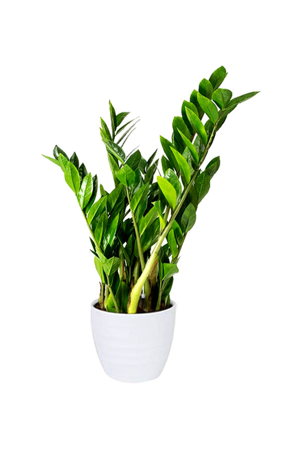 Zamioculcas Zamiifolia - ZZ Plant