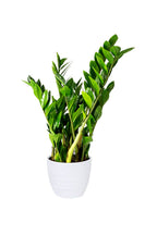 Zamioculcas Zamiifolia - ZZ Plant
