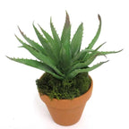 Foxtail agave (Agave Attenuata ( Century Plant ))