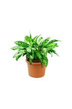 Aglaonema Maria – Chinese Evergreen Indoor Plants