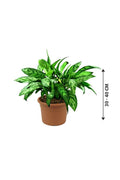 Aglaonema Maria - Chinese Evergreen Indoor Plants - Aglaonema Maria - Chinese Evergreen Indoor Plants - Plantsworld.ae