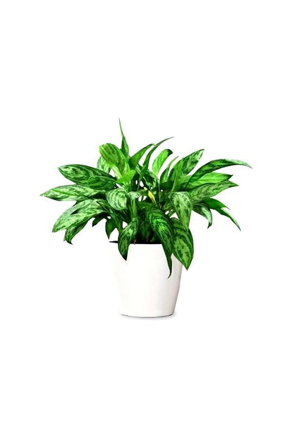 Aglaonema Maria – Chinese Evergreen Indoor Plants