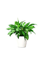Aglaonema Maria – Chinese Evergreen Indoor Plants
