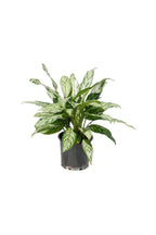Aglaonema Commutatum 'Silver Queen' - Chinese Evergreen