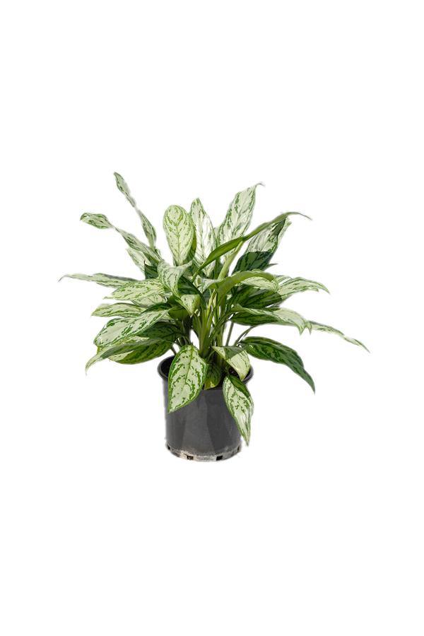 Aglaonema Commutatum 'Silver Queen' - Chinese Evergreen