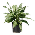 Aglaonema Commutatum 'Silver Queen' - Chinese Evergreen