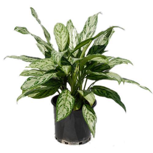Aglaonema Commutatum 'Silver Queen' - Chinese Evergreen