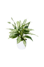 Aglaonema Commutatum 'Silver Queen' - Chinese Evergreen