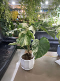 Monstera Albo Variegata – Rare Variegated Houseplant