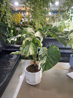 Monstera Albo Variegata – Rare Variegated Houseplant