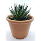 Aloe Aristata Potted Plant - Tiki Tahi