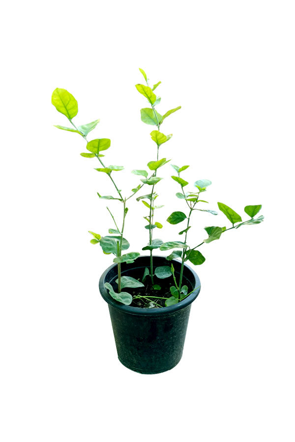Jasminum Sambac - Arabian Jasmine