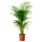 Chrysalidocarpus Lutescens - Areca Palm for Bright Interiors