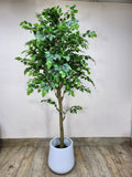 200cm Faux Ficus Tree – Classic Indoor Greenery