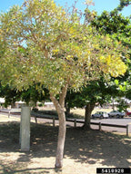 Caribbean Trumpet Tree Potted Plant - Tabebuia Aurea