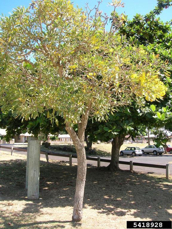 Caribbean Trumpet Tree Potted Plant - Tabebuia Aurea