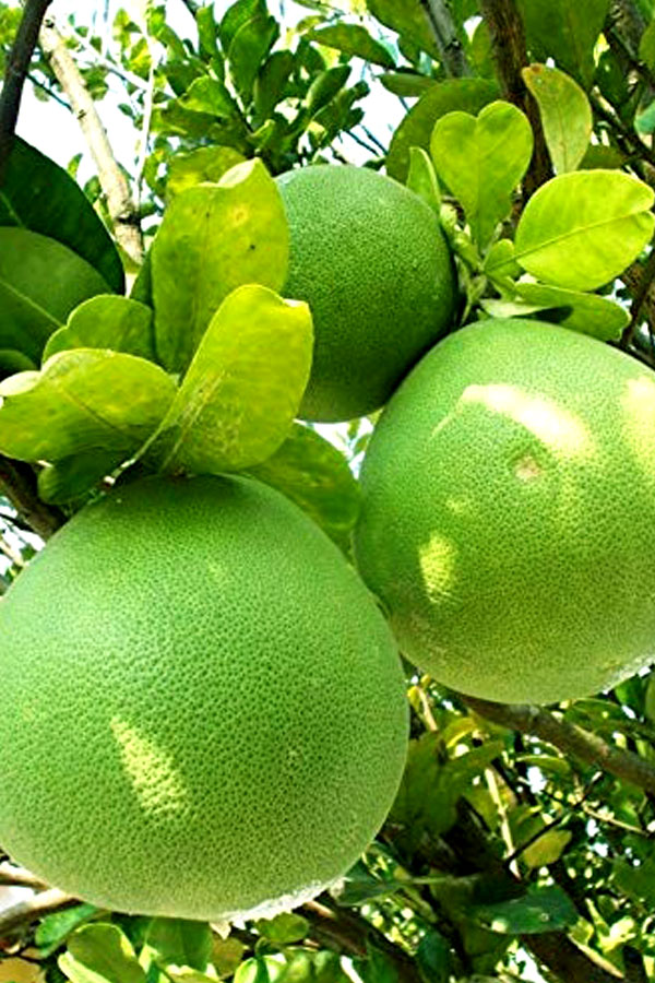 Pomelo Tree – Citrus Maxima
