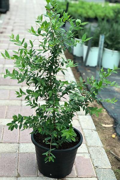 Myrtus - Common Myrtle