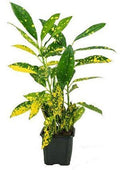 Croton Gold Dust (Codiaeum Variegatum)