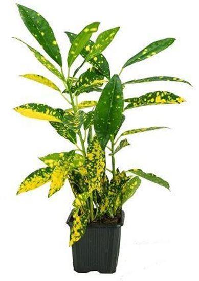 Croton Gold Dust (Codiaeum Variegatum)