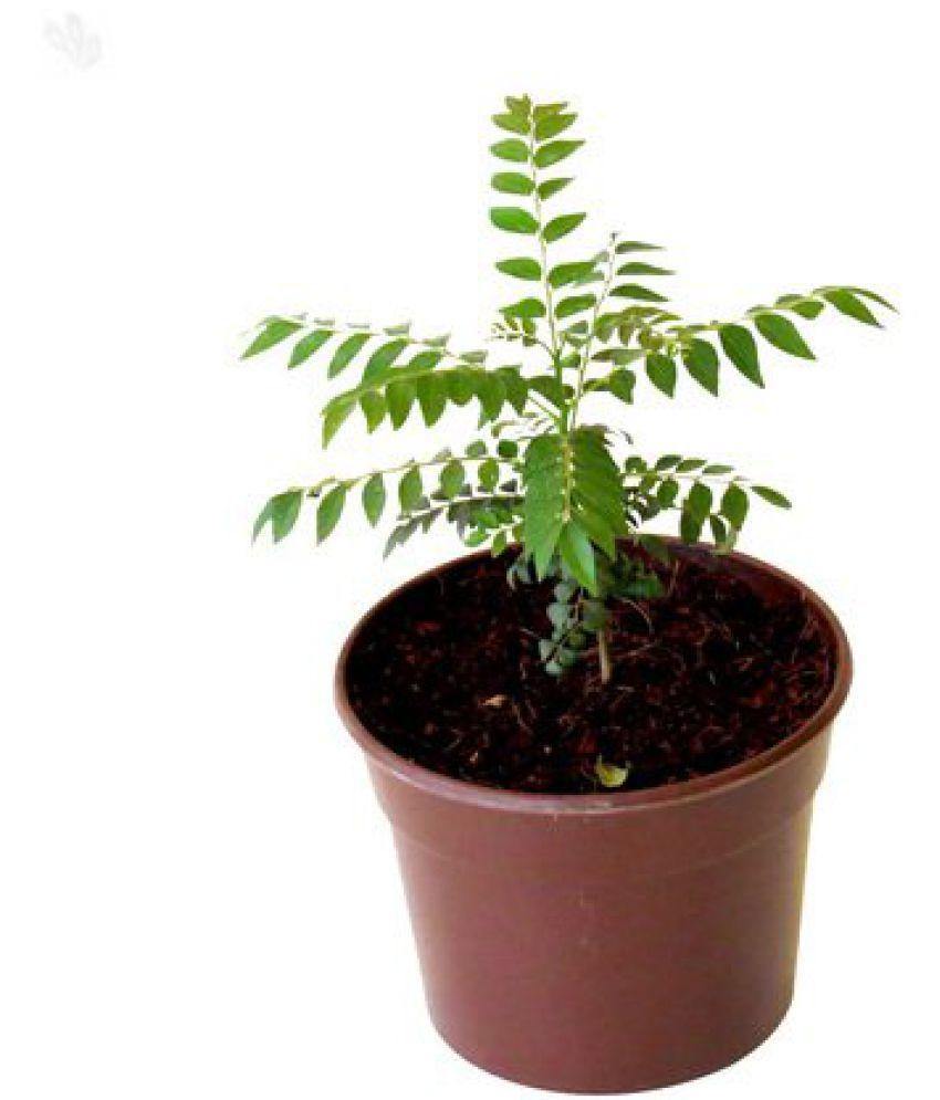 Curry Leaf Tree Potted Plant - Murraya Koenigii