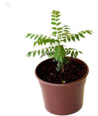 Curry Leaf Tree Potted Plant - Murraya Koenigii