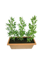 Ficus Damas – Conocarpus Lancifolius