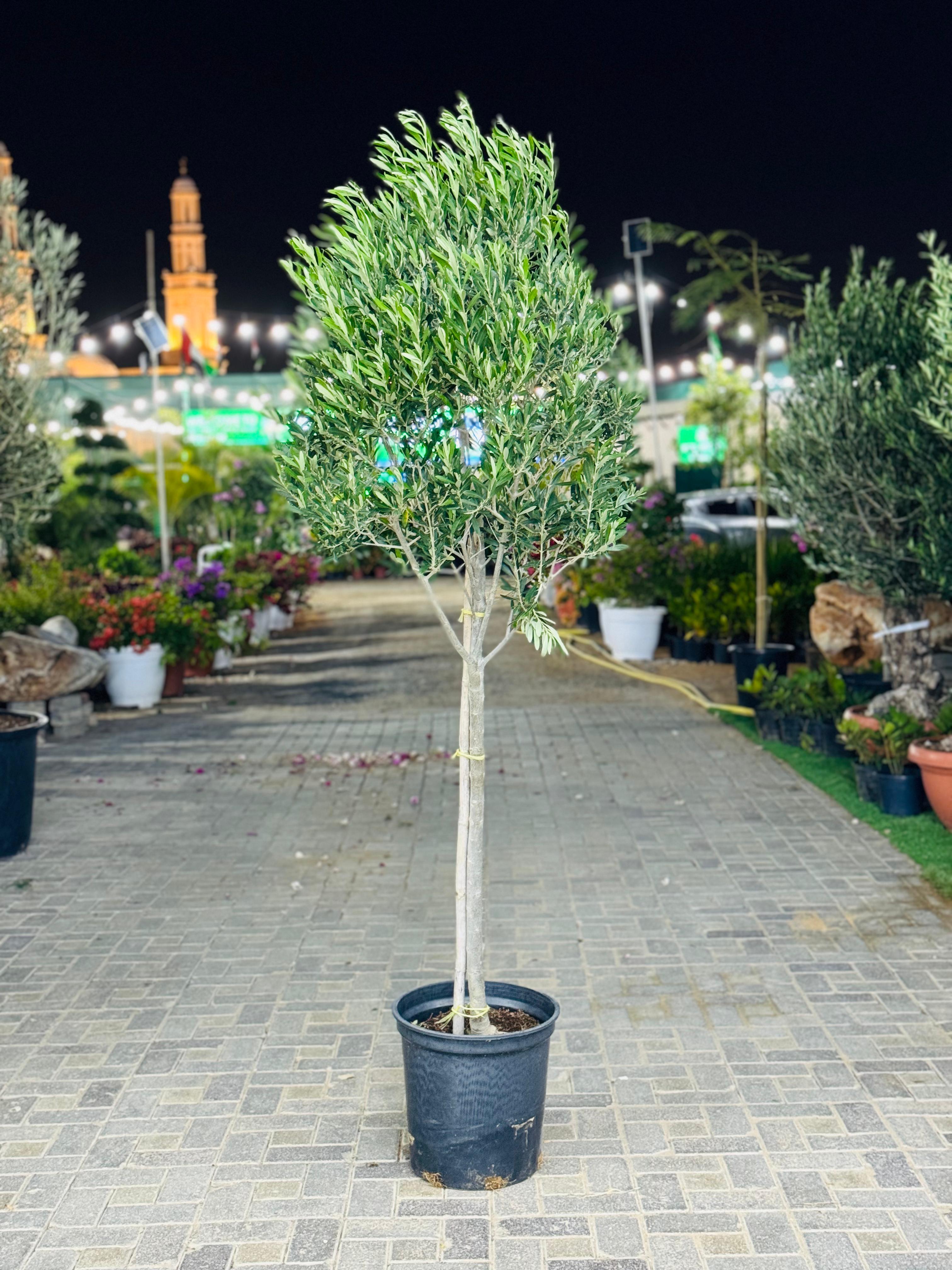 Olive Tree Potted Plant - Olea Europaea