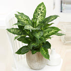 Dumb Cane Potted Plant - Dieffenbachia Seguine