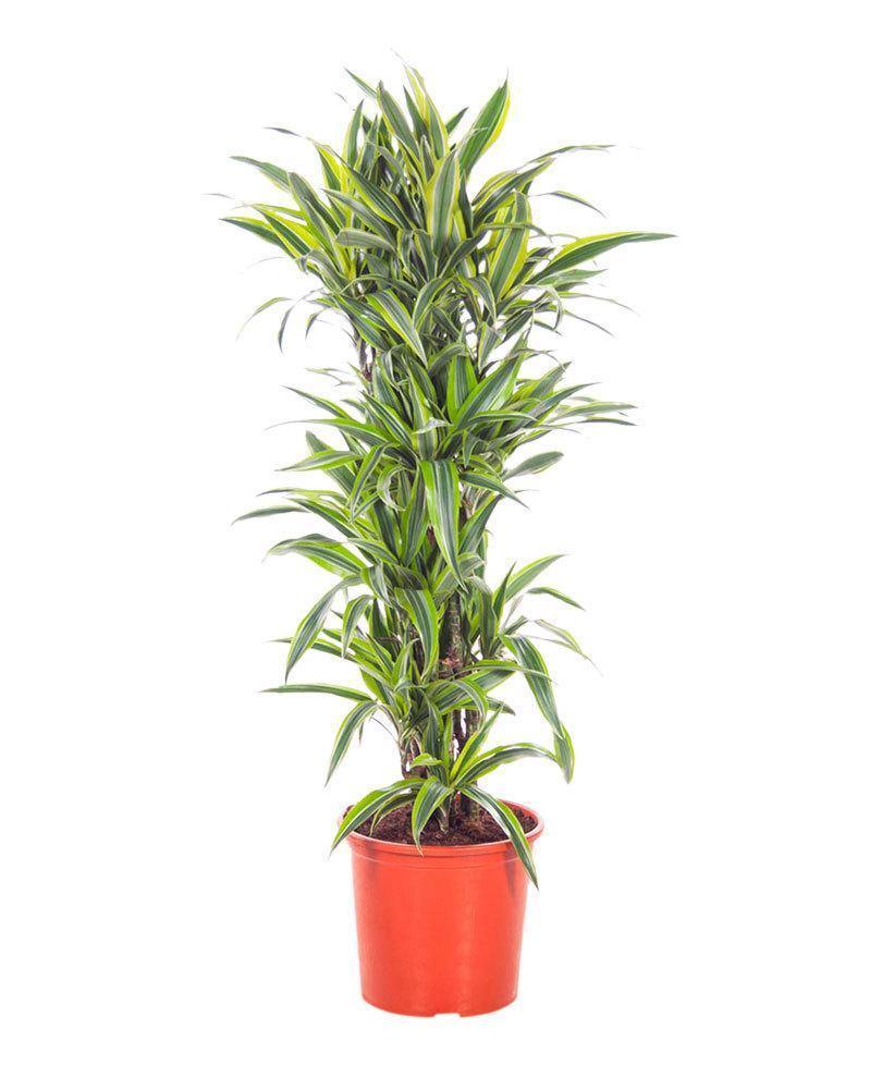 Dracaena Deremensis - Lemon Lime Evergreen Houseplant