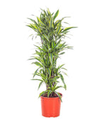 Dracaena Deremensis - Lemon Lime Evergreen Houseplant