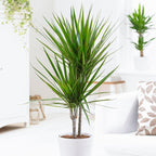 Dracaena Marginata - Madagascar Dragon Tree