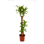 Dracaena Fragrans - Dracaena Massangeana