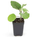 Buy Egg Plant Online - Solanum Melongena