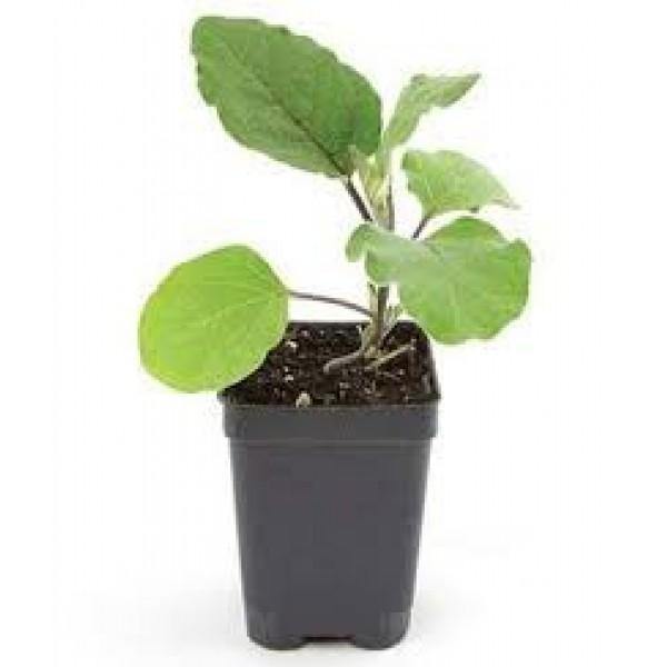 Buy Egg Plant Online - Solanum Melongena