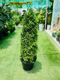 Ehretia Cone Shape – Elegant Miniature Tree