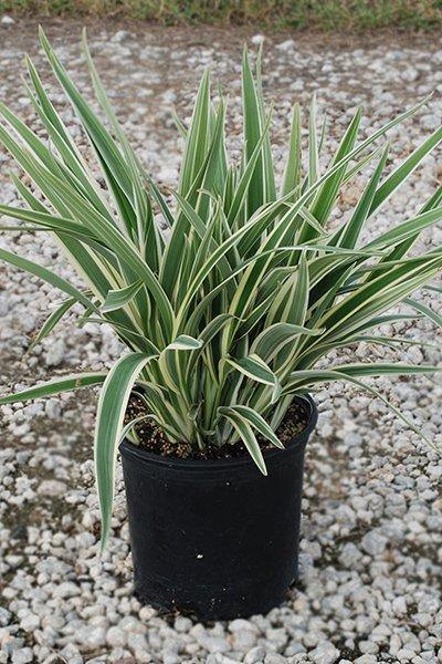 Flax Lily (Dianella Tasmanica)