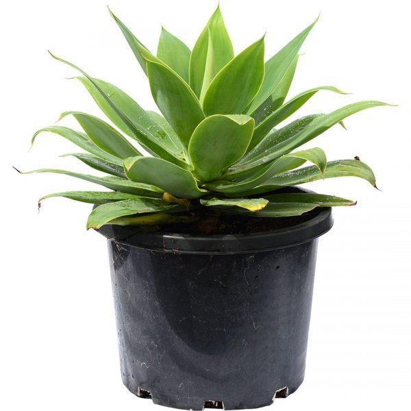 Agave Outdoor Plant - Home Plant