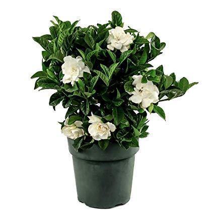 Gardenia Potted Plant - Cape Jasmine-Outdoor flowering plant
