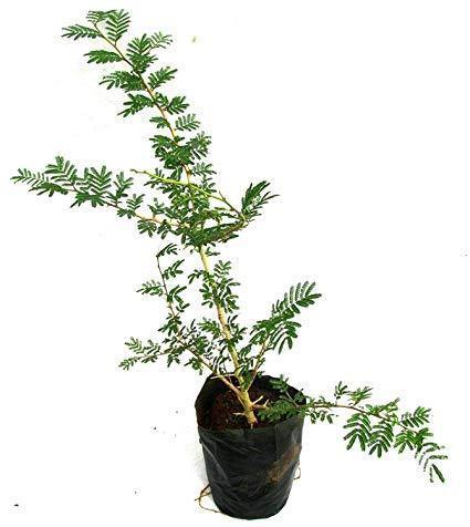 Ghaf-National Tree Of UAE (Prosopis Cineraria)